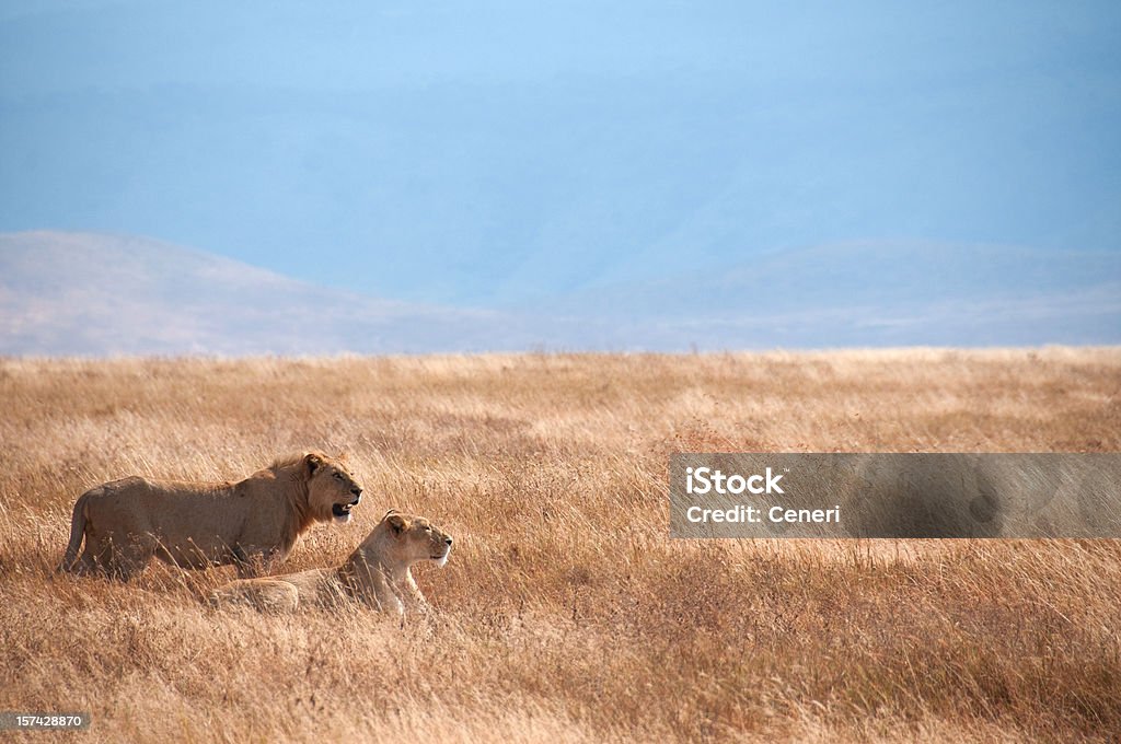 Лев пара в Ngorongoro вулкана, Танзания, Африка - Стоковые фото Лев роялти-фри
