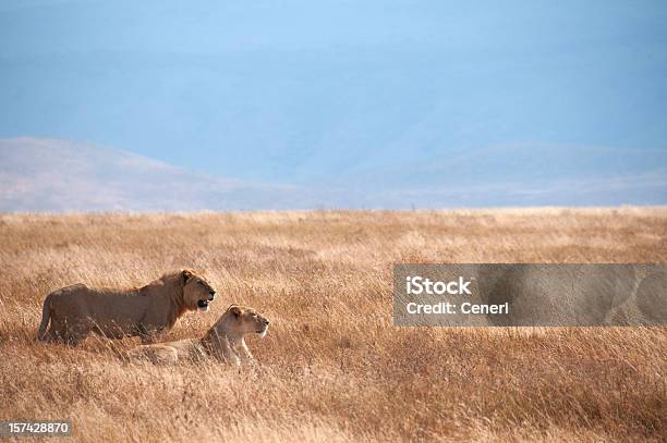 Лев Пара В Ngorongoro Вулкана Танзания Африка — стоковые фотографии и другие картинки Лев - Лев, Африка, Стая львов