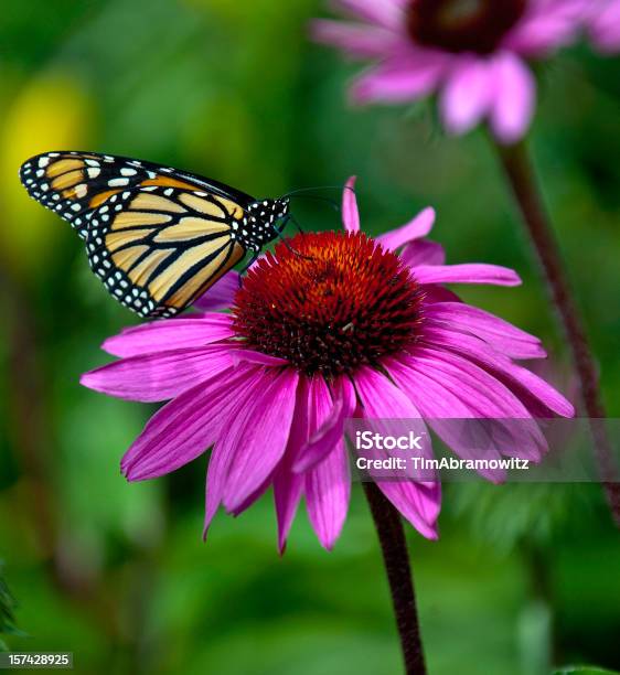 수레국화 Monarch 곤충에 대한 스톡 사진 및 기타 이미지 - 곤충, 꽃 나무, 꽃 한송이