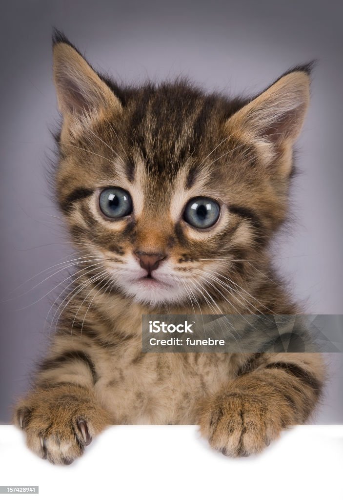 Katze über weiße banner - Lizenzfrei Hauskatze Stock-Foto