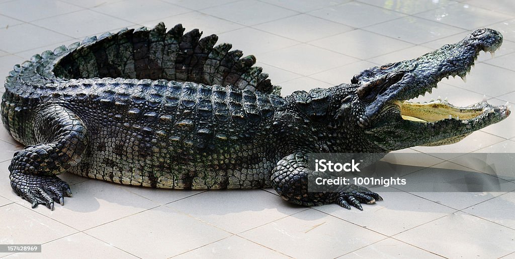 Crocodilo - Foto de stock de Crocodilo royalty-free