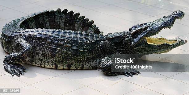 Foto de Crocodilo e mais fotos de stock de Crocodilo - Crocodilo, Agressão, Animal