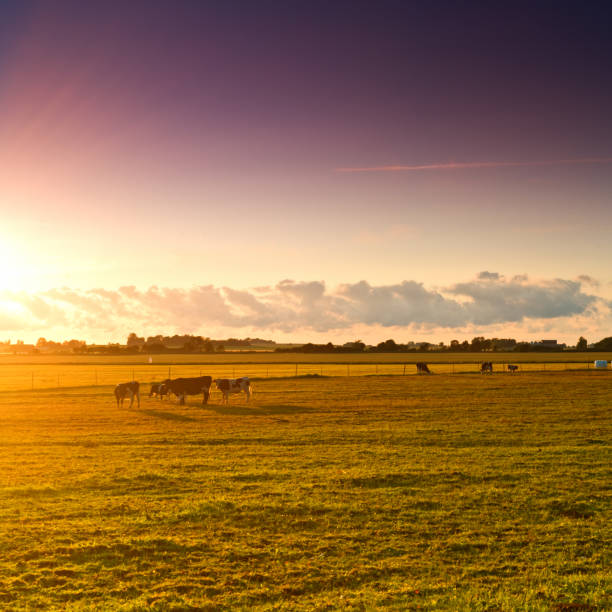 istock Cows grazing - lake Tåkern Sweden 157429018