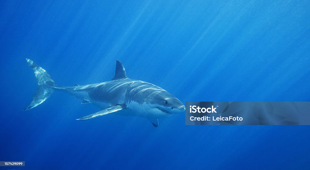 Great White Shark  Great White Shark Stock Photo