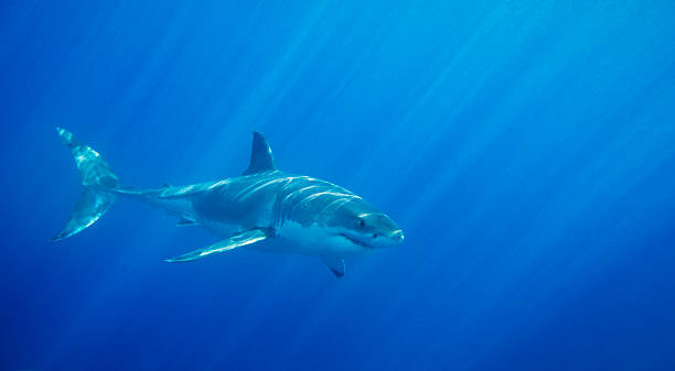 Great White Shark  great white shark stock pictures, royalty-free photos & images