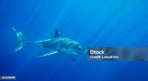 Great White Shark Stock Photo - Download Image Now - Great White Shark, Shark, Danger