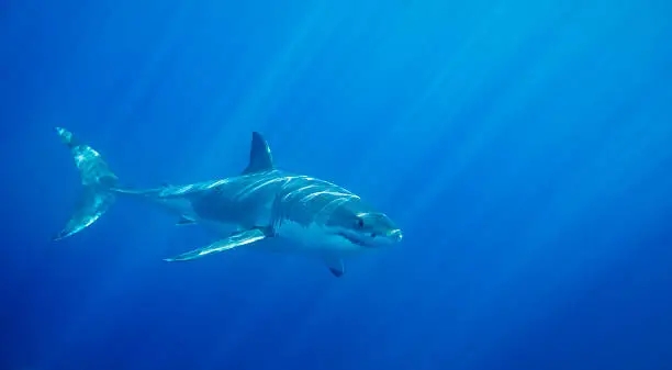Photo of Great White Shark