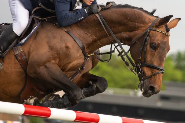 istock Horse jumping competition themed photograph. 1574291213