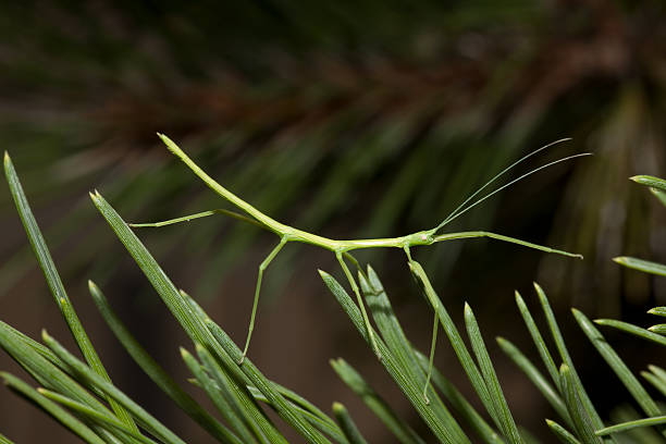 bastão de insetos na pine needles - bicho pau - fotografias e filmes do acervo