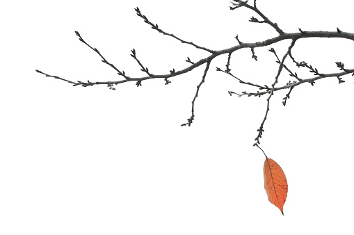 A single leaf on the branches of a tree signals the end of the autumn season.  Isolated on white.