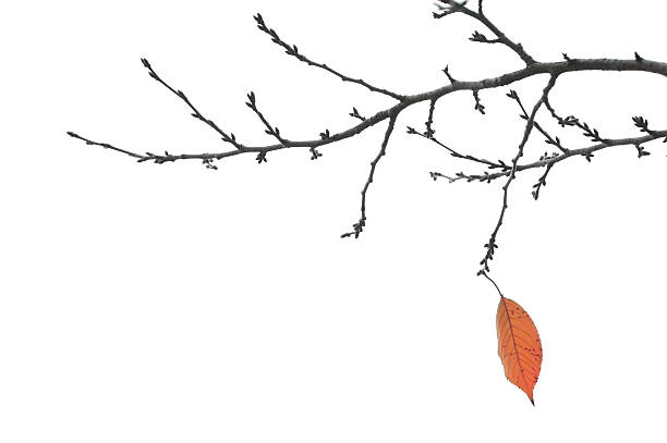 End Of Autumn - Final Leaf on a Branch A single leaf on the branches of a tree signals the end of the autumn season.  Isolated on white. bare tree stock pictures, royalty-free photos & images