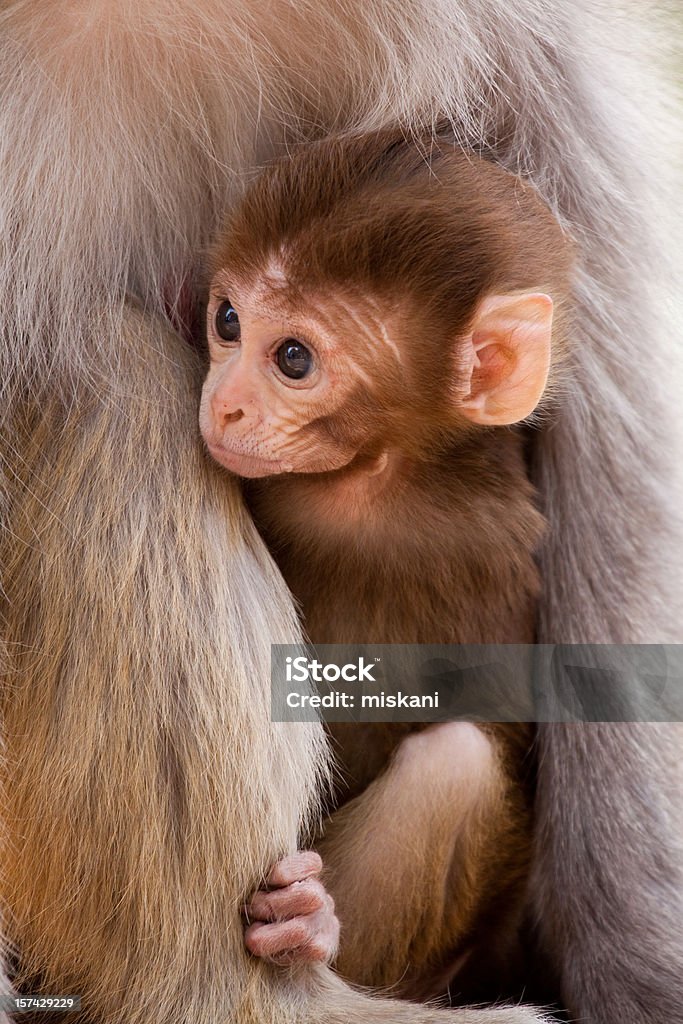 Junge Tempel monkey - Lizenzfrei Affe Stock-Foto