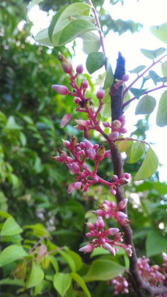 istock Carambula flower im red and white colour 1574292370