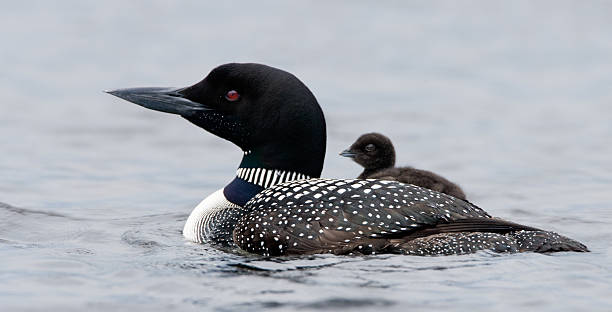 Common Loon with Chick Common Loon swimming with chick on back common loon photos stock pictures, royalty-free photos & images