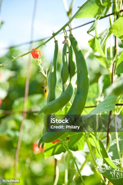 Foto de Feijãoverde e mais fotos de stock de Feijão catarino - Feijão catarino, Flora, Flor