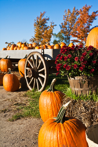 Autumn pumpkins, hay stack and wagon. Sunny fall afternoon.