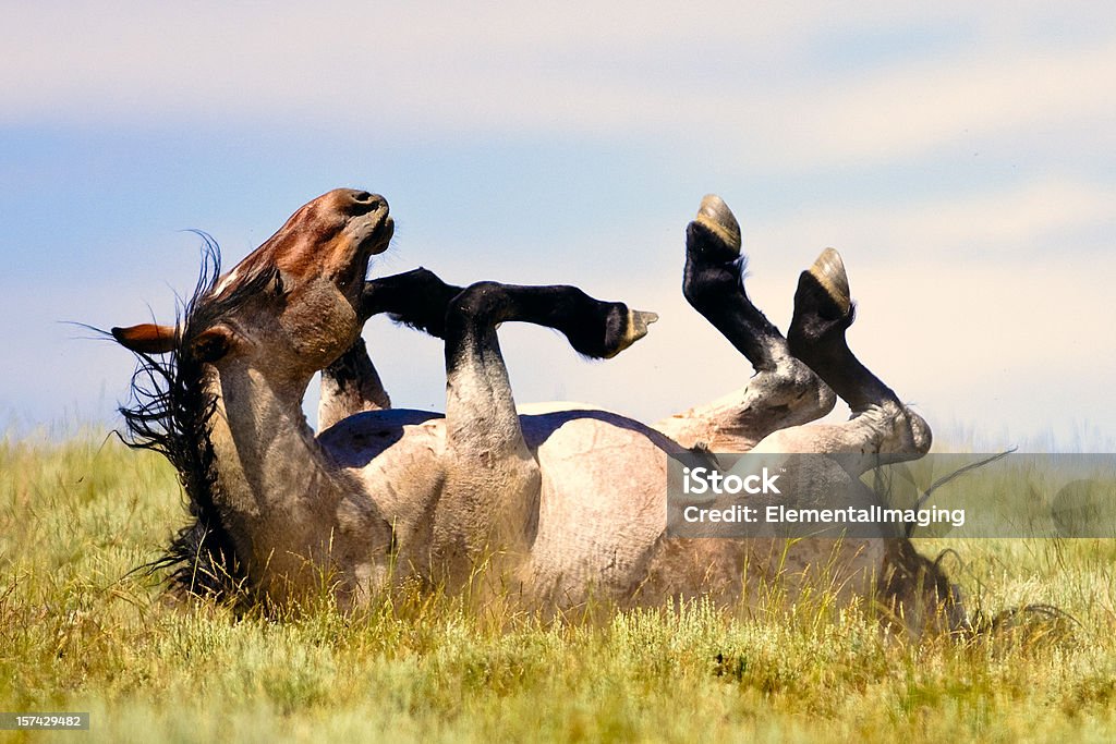 Stallone selvaggio nella prateria in pianura - Foto stock royalty-free di Cavallo - Equino