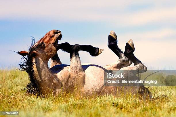 Stallone Selvaggio Nella Prateria In Pianura - Fotografie stock e altre immagini di Cavallo - Equino - Cavallo - Equino, Rotolare, Ambientazione esterna