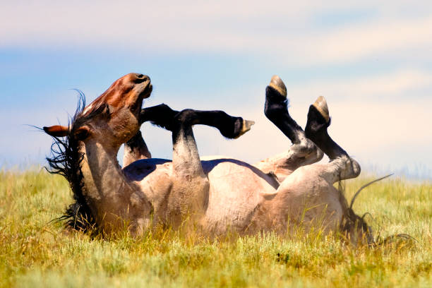 Wicken Fen, Cambridgeshire, UKA group of seven Przewalski's horses (Equus ferus przewalskii), also known as Mongolian wild horses, stands closely together in a lush green meadow. The horses display their characteristic dun-colored coats, dark stripes on legs, and erect black manes. Several horses face each other with heads lowered, suggesting social interaction or grooming behavior, while others stand with backs to the camera, revealing muscular hindquarters. The scene is set outdoors in a natural grassland area, with tall grasses in shades of green and brown, scattered bushes, and a weathered wooden fence in the blurred background. The atmosphere conveys a sense of wild freedom and animal camaraderie in a serene, untamed environment. This image suits commercial uses such as wildlife conservation campaigns, educational books on endangered species, nature documentaries, travel articles on Asian steppes, or stock visuals for environmental themes.