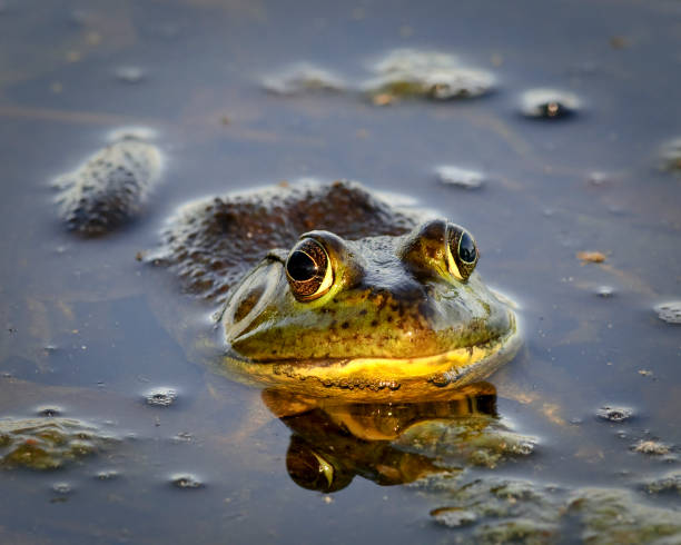 istock Bull Frog Sitting in a Pond 157429483