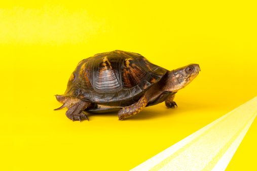 A box turtle slowly crossing the finish line. Shot on a yellow background.