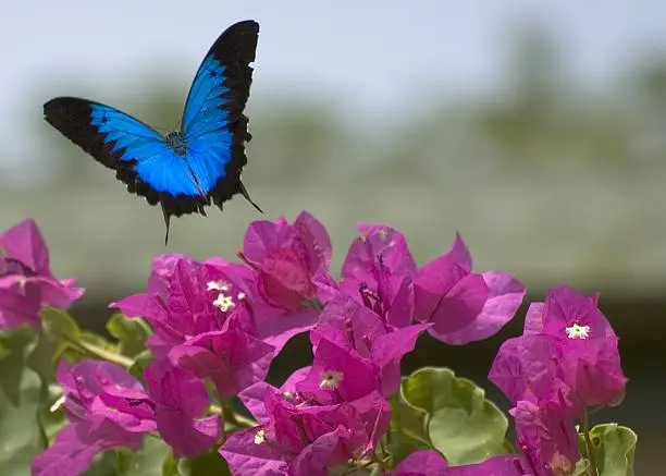 Photo of Ulysses butterfly & Bougainvillea flowers