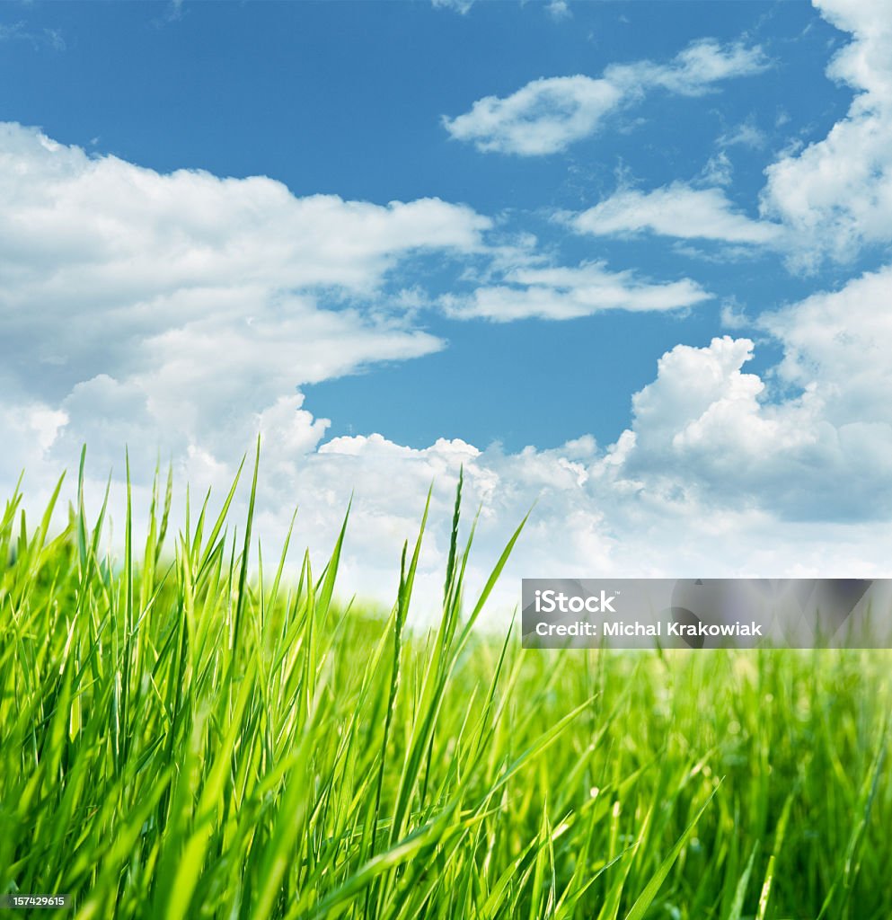 Morning on meadow Cloudy morning on meadow Blade of Grass Stock Photo