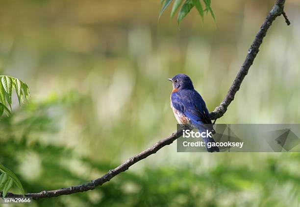 Bluebird Foto de stock y más banco de imágenes de Aislado - Aislado, Pájaro, Rama - Parte de planta