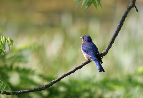 Eastern Bluebird perched on branch. Out of focus greenery in background.  Room for text.  