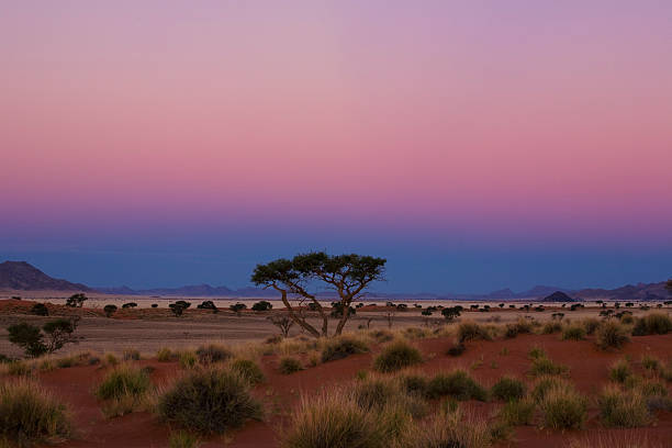 blaue stunde - savannah africa steppe namibia стоковые фото и изображения