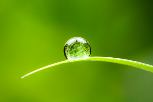 beautiful drops of transparent rain water on  green leaf macro. Droplets of water sparkle glare in morning sun . Beautiful leaf texture in nature. Natural background, free space.Photo select focus.