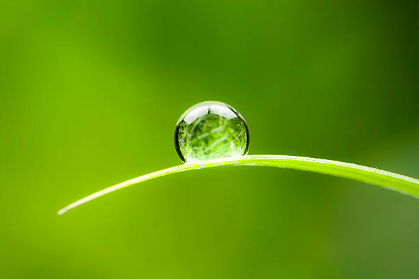 waterdrop. a água cai folha de conservação ambiental equilíbrio verde natureza - focus of foreground - fotografias e filmes do acervo