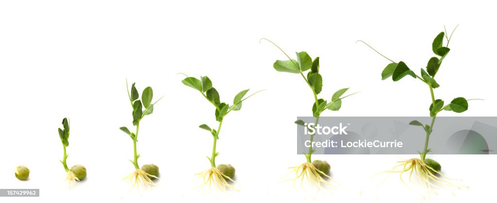 成長し - 植物のロイヤリティフリーストックフォト