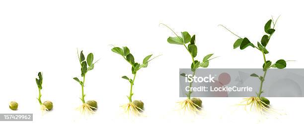 成長し - 植物のストックフォトや画像を多数ご用意 - 植物, 成長, 植える