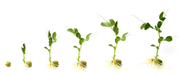 istock Graphic shows development of pea plant from when it sprouts 157429962