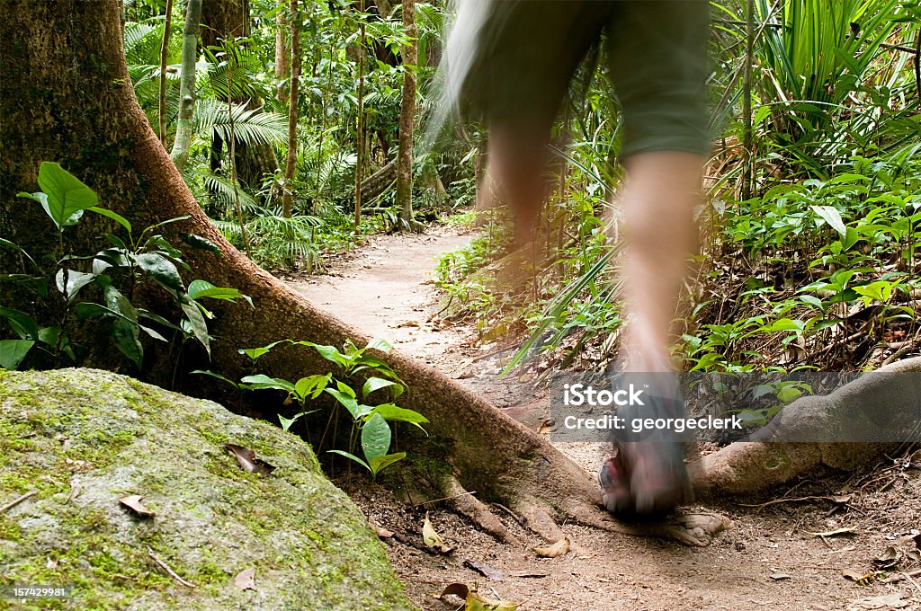 Caminhada na floresta tropical - Foto de stock de Floresta tropical royalty-free