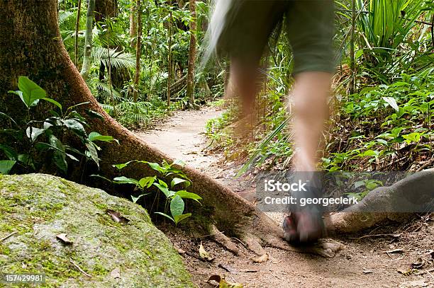 Foto de Caminhada Na Floresta Tropical e mais fotos de stock de Floresta tropical - Floresta tropical, Trilha - Passagem de Pedestres, Floresta pluvial