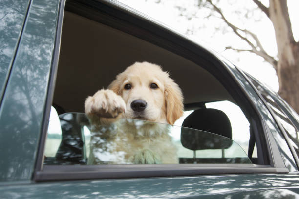istock Golden Retriever dog inside a car looking outside the window 157429989