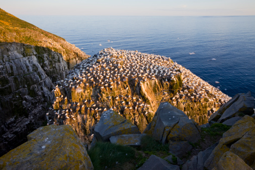 Bird Rock with the northern gannet colony at the beautiful Cape St. Mary's Ecological Reserve in Newfoundland.