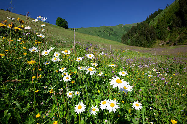 Flower head with blurry green nature background.
