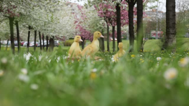Ducklings in the park, walking and eating, springtime