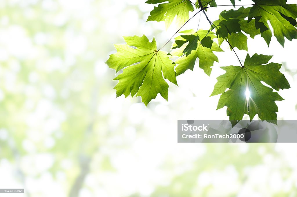 Feuilles et de lumière du soleil - Photo de High-key libre de droits