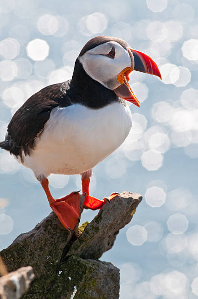 istock Puffin perched on ocean clifftop Iceland 157430146