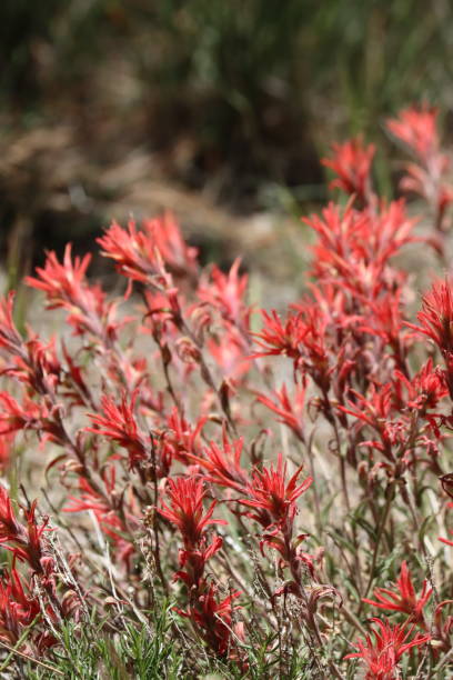 istock Castilleja Applegatei Pinetorum Bloom - San Emigdio Mtns - 071023 1574302203