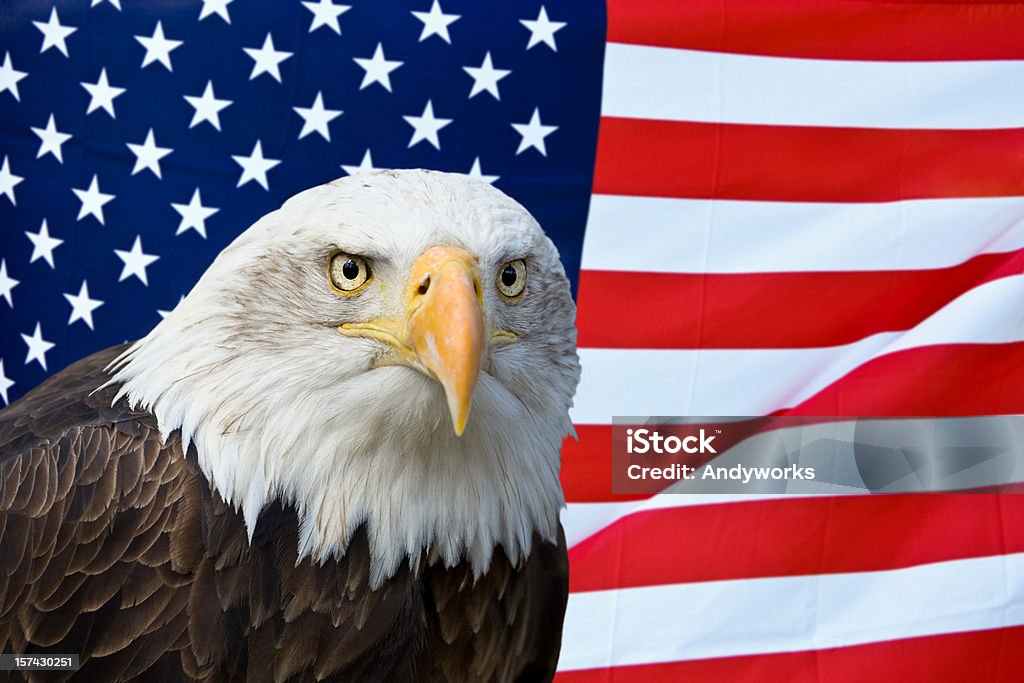 Amerikanischen Weißkopfseeadler mit Flagge - Lizenzfrei Adler Stock-Foto