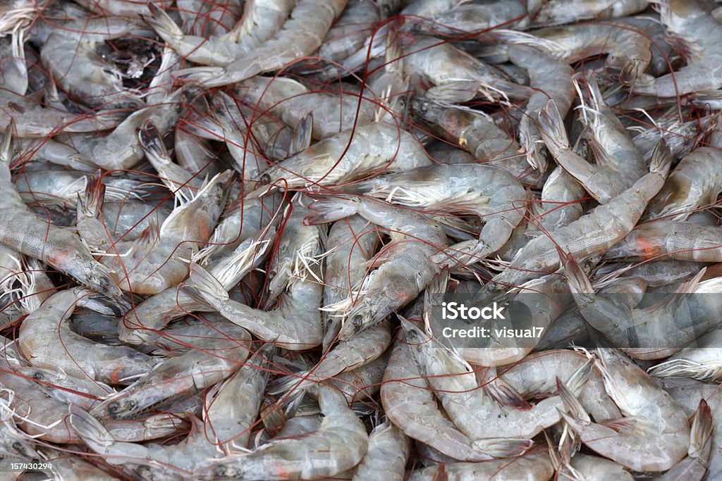 Krebsen, Garnelen, Krabben - Lizenzfrei Garnele - Meeresfrucht Stock-Foto