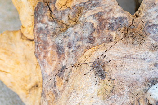 Acanthocinus aedilis - long horned beetle - Siberian Timberman