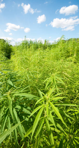 istock Hemp field on a sunny day 157430395
