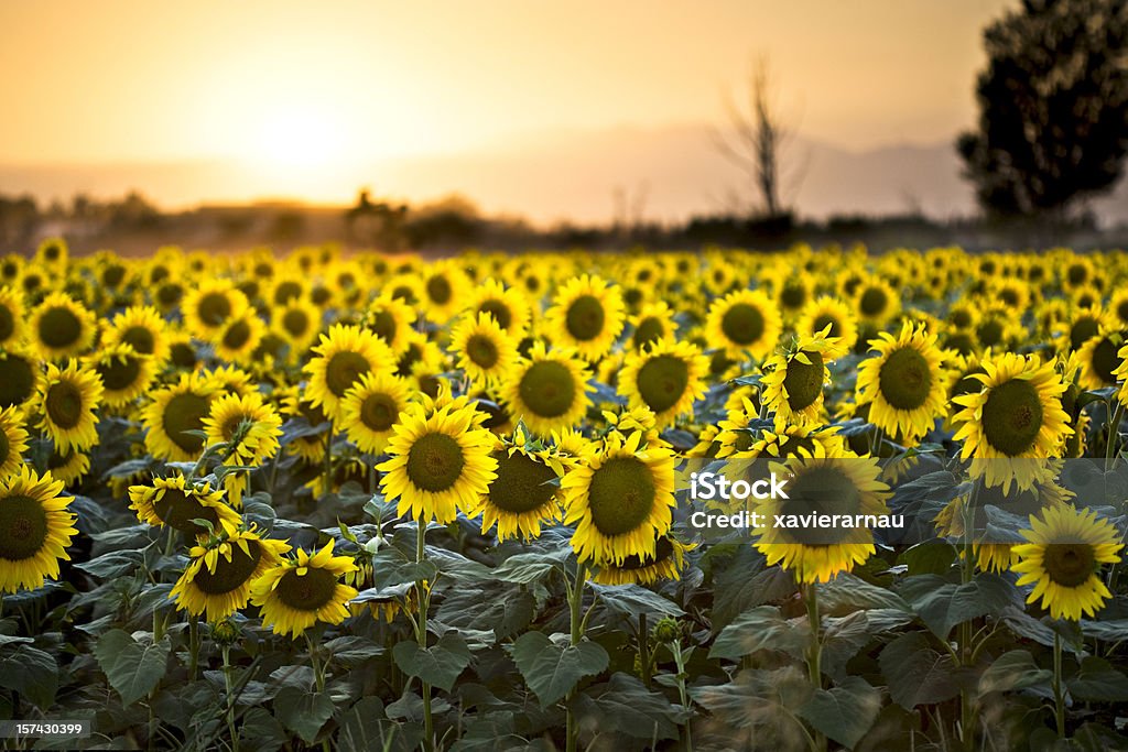 sunflowers por la noche - Foto de stock de Campo - Tierra cultivada libre de derechos
