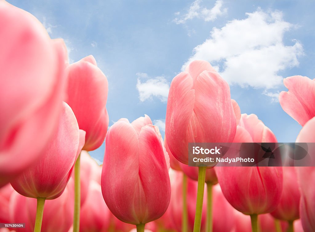 Тюльпаны - Стоковые фото Без людей роялти-фри